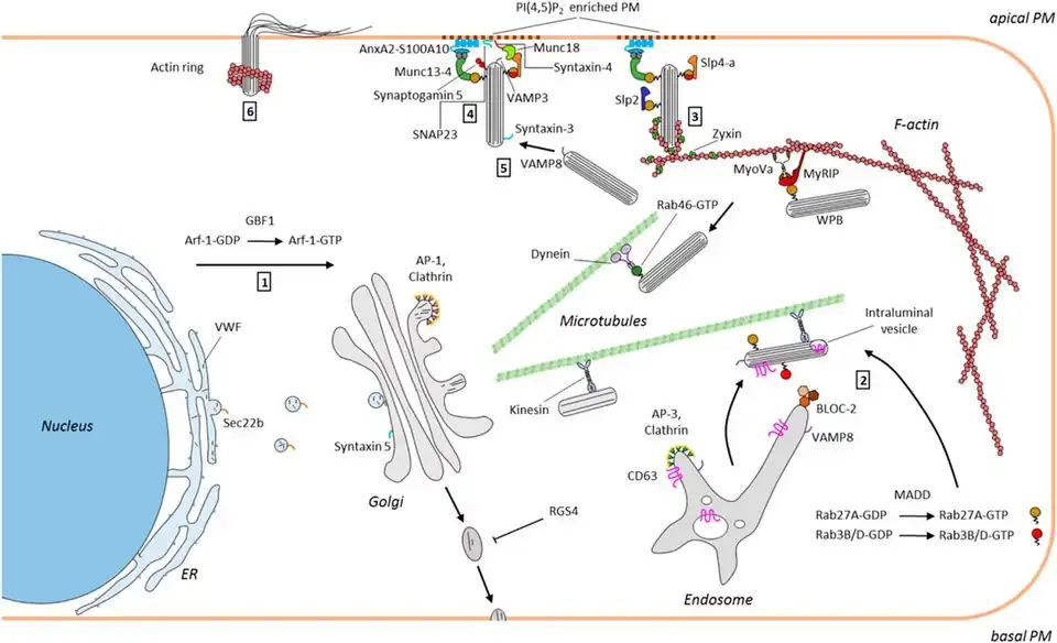 Cuerpo de Weibel-Palade. Función en la célula endotelial.