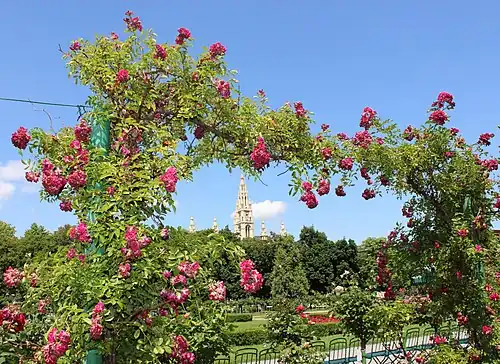 'Werners Liebling', Werner 1902.