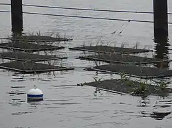 "Humedales" flotantes adosados al mamparo