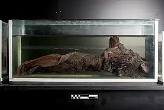 Lengua de ballena (Balaenoptera acutorostrata).