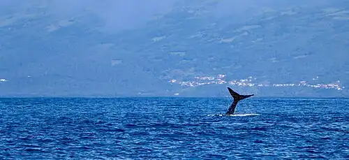 Ballena en la costa de la isla de Pico (Azores, Portugal)