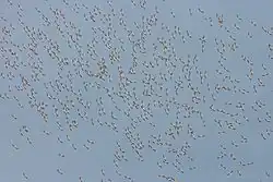 Un cielo azul con muchas siluetas minúsculas de aves distantes que vuelan.