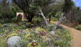 Flores silvestres en el "Boyce Thompson Arboretum".