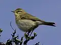 Willow warbler