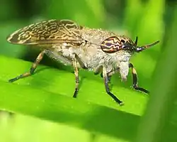 Haematopota pluvialis, hembra con ojos dicópticos. Ojos con bandas de distintos colores.
