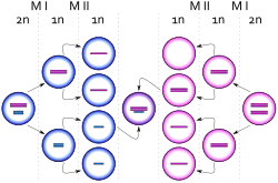 Diagrama que representa el nacimiento de una célula con carotipo XXY debido a un evento de no disyunción en un cromosoma X durante la meiois II femenina. Los círculos azules representan células masculinas y los rosas células femeninas. Las barras azules y rosas representan cromosomas X y Y respectivamente.