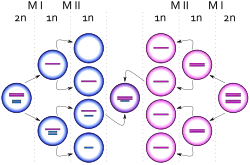 Diagrama representando el nacimiento de una célula con cariotipo XXY debido a un evento de no disyunción de un cromosoma X desde un cromosoma Y durante la meiosis I en el padre. Los círculos azules representan células masculinas y los rosas células femeninas. Las barras azules y rosas representan cromosomas X y Y respectivamente.
