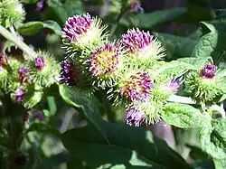 Inflorescencias de Xanthium, una compuesta. Cada inflorescencia de flores violetas está rodeada de un involucro verde. Cada flor madurará en un aquenio, y el involucro los envolverá formando el "bur".