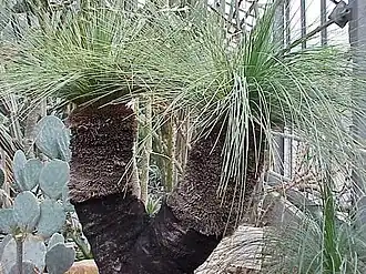 Hábito de Xanthorrhoea.