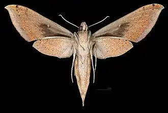 Xylophanes anubus ♀ △