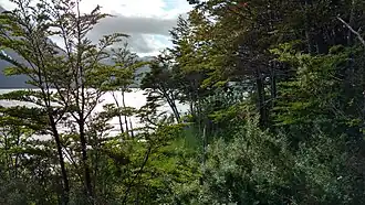 Las costas del lago en su parte chilena.