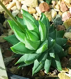 Ejemplar joven de H. glauca