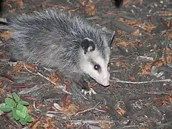 Didelphis marsupialis
