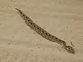 Young Puff Adder (Bitis arietans) (7000378947)