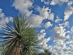 Yuccas en el BTA t. stone.