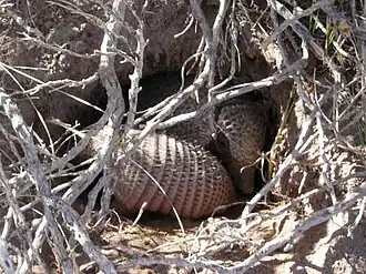 Piche (Zaedyus pichiy) con su cría saliendo de la madriguera