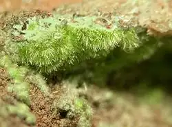 Ejemplar de mina Tucumana, Inca de Oro, Región de Atacama, Chile (tamaño 4 mm)