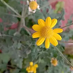 Zaluzaniinae es una subtribu de la tribu Heliantheae, familia de las asteráceas. Se trata de una flor color amarillo.