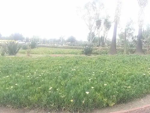 Zona de vegetación de la Alameda Oriente.jpg