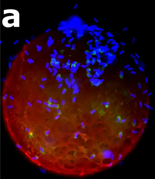 Zona pelúcida en rojo, rodeando un ovocito. Microscopio confocal