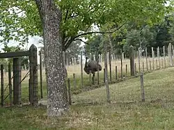 Zoológico Municipal Dr. Mauricio López Lomba