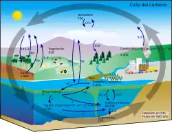 Diagrama del ciclo del carbono