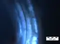 Tronco de Anisakis visto al microscopio óptico con polarizadores cruzados. 100x aumentos. La birrefrigencia se da por la orientación de las fibroínas proteicas componentes de los tejidos blandos de estos animales.