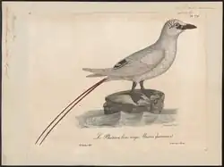 Faetón colirrojo (Phaethon rubricauda). Ilustración de Paul Louis Oudart para La galerie des oiseaux du cabinet d'histoire naturelle du jardin du roi, (París, 1822-1825) de L.J.P. Vieillot.