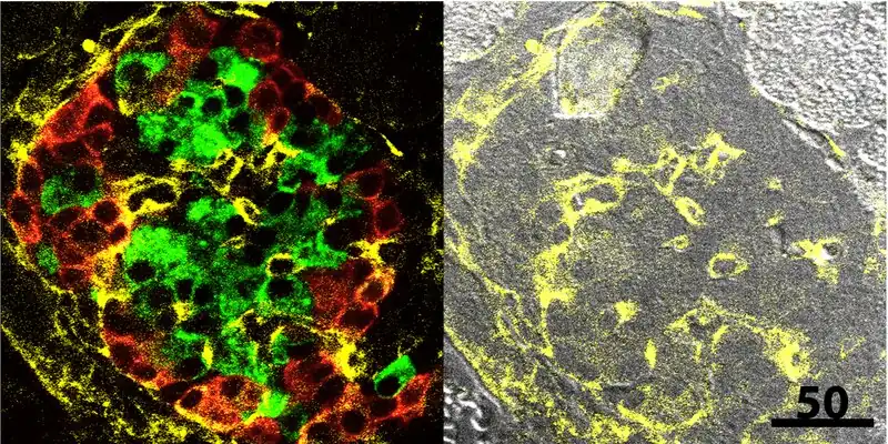 Islote de ratón: células β de insulina (verde), células α de glucagón (rojo), colágeno de la matriz extracelular en amarillo. Inmunohistoquímica. Microscopio confocal.